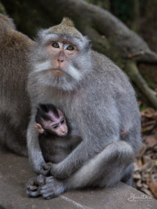 20170522_123048_Monkey-and-baby
